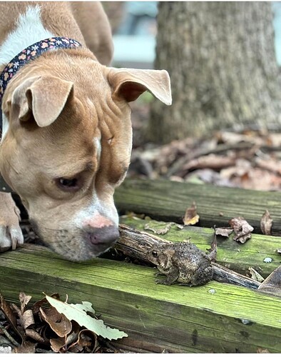 Mazzie toad